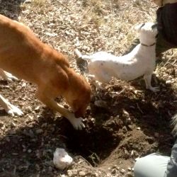 Casa Rural con mascotas. Perros Truferos