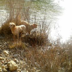 Casa Rural con mascotas