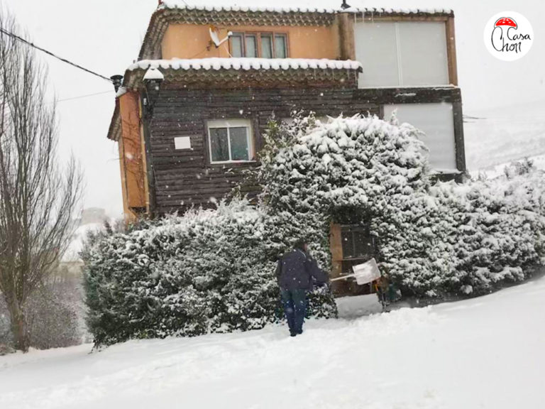 Nieve en el Alto Tajo. Domingo retirando la nieve de la Magnolia