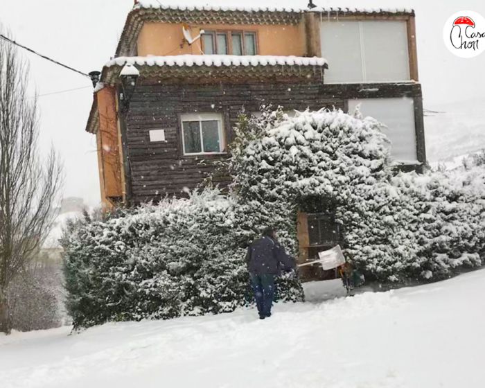 Nieve en el Alto Tajo. Domingo retirando la nieve de la Magnolia