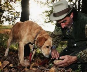 entrenar perros truferos