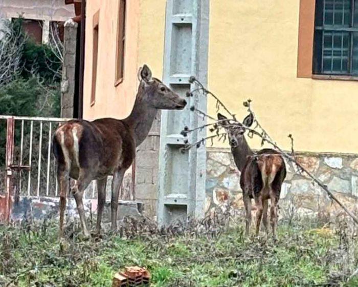 Nuevos Vecinos En Peralejos, Ciervos Y Zorros